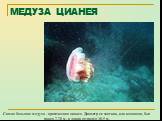 МЕДУЗА ЦИАНЕЯ. Самая большая медуза - арктическая цианея. Диаметр ее зонтика, или колокола, был равен 2,28 м, а длина щупалец 36,5 м.