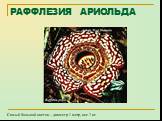 РАФФЛЕЗИЯ АРИОЛЬДА. Самый большой цветок – диаметр 1 метр, вес 7 кг.