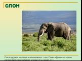 СЛОН. Самое крупное наземное млекопитающее - слон. Самец африканского слона средних размеров достигает в холке 3-4 м и весит 4-7 т.