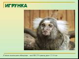 ИГРУНКА. Самая маленькая обезьянка – вес 100-125 грамм, рост 12-15 см