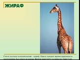 ЖИРАФ. Самое высокое млекопитающее – жираф. Самым высоким зарегистрированным экземпляром был самец по кличке Джордж высотой 6,1 м, когда ему было 9 лет.