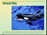 КАСАТКА. Самое быстрое морское млекопитающее –касатка, она плавает со скоростью 55,5 км/ч.