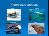 Морские животные Выдра Дельфины Тюлень Морж