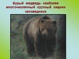 Бурый медведь- наиболее многочисленный крупный хищник заповедника