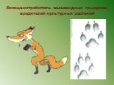 Лисица-истребитель мышевидных грызунов-вредителей культурных растений