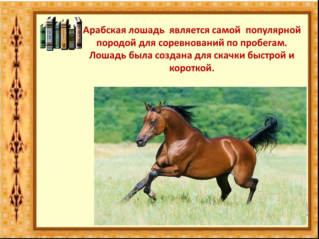 Сообщение о лошади 3 класс. Доклад про лошадь 3 класс окружающий мир. План сообщения о лошади. Проект про коневодство. Породы лошадей для окружающего мир.
