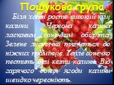 Пошукова група. Біля хати росте високий кущ калини. Червона калина ласкавим сонечком обігріта. Зелене листячко тягнеться до ніжних промінців. Тепле сонечко пестить білі квіти калини. Від гарячого сонця ягоди калини швидко червоніють.