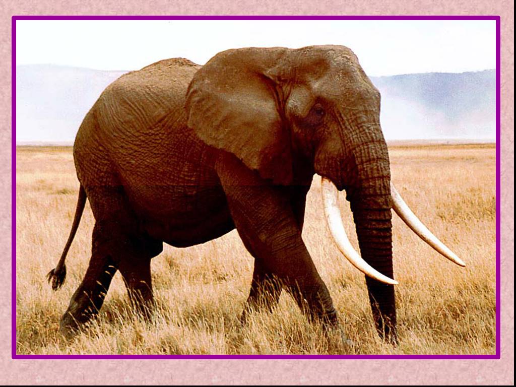 Известно что индийский слон крупное наземное млекопитающее. Топ 5 животных Африки. Самое крупное и очень сильное наземное млекопитающее. 5 Слонов. Слон Автор фото.