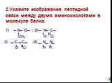 2.Укажите изображение пептидной связи между двумя аминокислотами в молекуле белка. 1) N O ; 2) N C CH3 H O 3) C C ;4) N N O O H H. 2