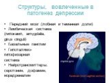 Структуры, вовлеченные в патогенез депрессии. Передний мозг (лобная и теменная доли) Лимбическая система (гипокамп, amygdalia, girus cinguli) Базальные ганглии Гипоталямо- гипофизарная система Нейротрансмиттеры: серотонин, дофамин, норадреналин