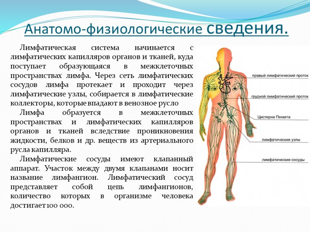Лимфоидная ткань органы. Лимфоидная система и лимфатическая система. Лимфатическая система человека характеристика. Болезни лимфатической системы таблица. Болезнь лимфатической системы конечностей.