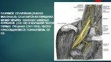 Плечево́е сплете́ние (plexus brachialis) слагается из передних ветвей четырех нижних шейных корешков (C5-С8) и большей части первых грудных (Th1-Th2); часто присоединяется тонкая ветвь от C4.