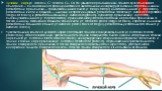 Лучевой нерв (п. radialis, С7 отчасти С6, С8, Th1) является продолжением заднего пучка плечевого сплетения — смешанный; но пре­имущественно двигательный, иннервирует главным образом мышцы-разгибате­ли предплечья — трехглавая мышца плеча (т. triceps brachii) и локтевая мышца (т. apponens), разгибател