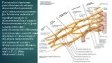 Плечевое сплетение расположено между передней и средней лестничными мышцами (m. Scalenus anterior et medius) вместе с подключичной артерией. Надключичная часть (pars supraclavicular ) располагается в боковом треугольнике шеи. Отсюда нервные стволы второго порядка направляются латерально и вниз в под