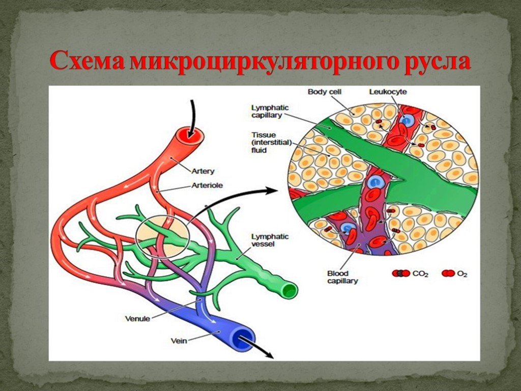 Микроциркуляторное русло презентация