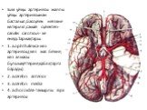 Ішкі ұйқы артериясы жалпы ұйқы артериясынан басталып,бассүйек негізіне көтеріліп,самай сүйектегі-canalis caroticus- ке енеді.Тармақтары: 1. a.ophthalmica-көз артериясы,(көз жас безіне, көз алмасы бұлшықеттеріне,қабақтарға барады) 2. a.cerebri anterior 3. a.cerebri media 4. a.choroidea-тамырлы өрім а