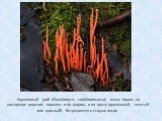 Коралловый гриб (Clavulinopsis corallinorosacea) очень похож на настоящие морские кораллы и по форме, и по цвету (оранжевый, желтый или красный). Встречаются в старых лесах.