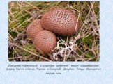 Дождевик коричневый (Lycoperdon umbrinum) имеет шарообразную форму. Растет в Китае, Европе и Северной Америке. Споры образуются внутри тела.