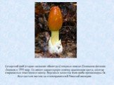 Цезарский гриб (старое название «болетус») впервые описал Джованни Антонио Скополи в 1772 году. Он имеет характерную шляпку оранжевого цвета, желтые спороносные пластинки и ножку. Вкусовые качества этого гриба превосходны. Он был частым гостем на столе правителей Римской империи.