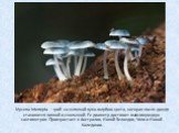 Mycena interrupta – гриб со шляпкой ярко-голубого цвета, которая после дождя становится липкой и скользкой. Ее диаметр достигает максимум двух сантиметров. Произрастает в Австралии, Новой Зеландии, Чили и Новой Каледонии.