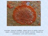 Ксантория элегантная (Xanthoria elegans) растет на камнях, зачастую рядом с птичьими насестами или норками грызунов. Каждый год увеличивается всего на 0,5 миллиметров.