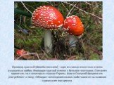 Мухомор красный (Amanita muscaria) – один из самых известных и легко узнаваемых грибов, благодаря красной шляпке с белыми точечками. Считается ядовитым, но в некоторых странах Европы, Азии и Северной Америки его употребляют в пищу. Обладает галлюциногенными свойствами из-за высокого содержания мусци