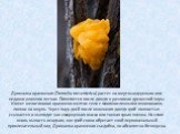 Дрожалка оранжевая (Tremella mesenterica) растет на мертвых деревьях или недавно упавших ветках. Появляется после дождя в разломах древесной коры. Имеет желатиновое оранжево-желтое тело с многочисленными извилинами, липкое на ощупь. Через пару дней после окончания дождя гриб полностью ссыхается и вы
