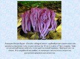 Клавария бледно-бурая (Clavaria zollingeri) имеет трубообразное фиолетовое или розовато-сиреневое тело, вырастающее до 10 см в высоту и 7 см в ширину. Часто встречающий представитель этого царства живой природы. Произрастает на земле. Это сапробный вид грибов, он поглощает питательные вещества, расщ