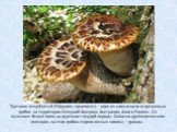 Трутовик чешуйчатый (Polyporus squamosus) – один из самых часто встречаемых грибов на территории Северной Америки, Австралии, Азии и Европы. Он вызывает белую гниль на деревьях твердой породы. Согласно древнегреческим легендам, на этих грибах ездили лесные нимфы – дриады.