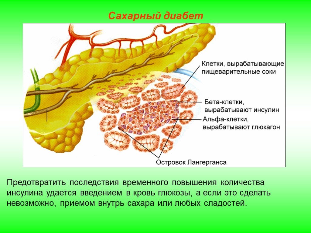 Выработка организмом органа. Клетки поджелудочной железы секретируют инсулин. Панкреатические островки Лангерганса гормоны. Островки Лангерганса поджелудочной железы. Инсулин и поджелудочная железа клетки.