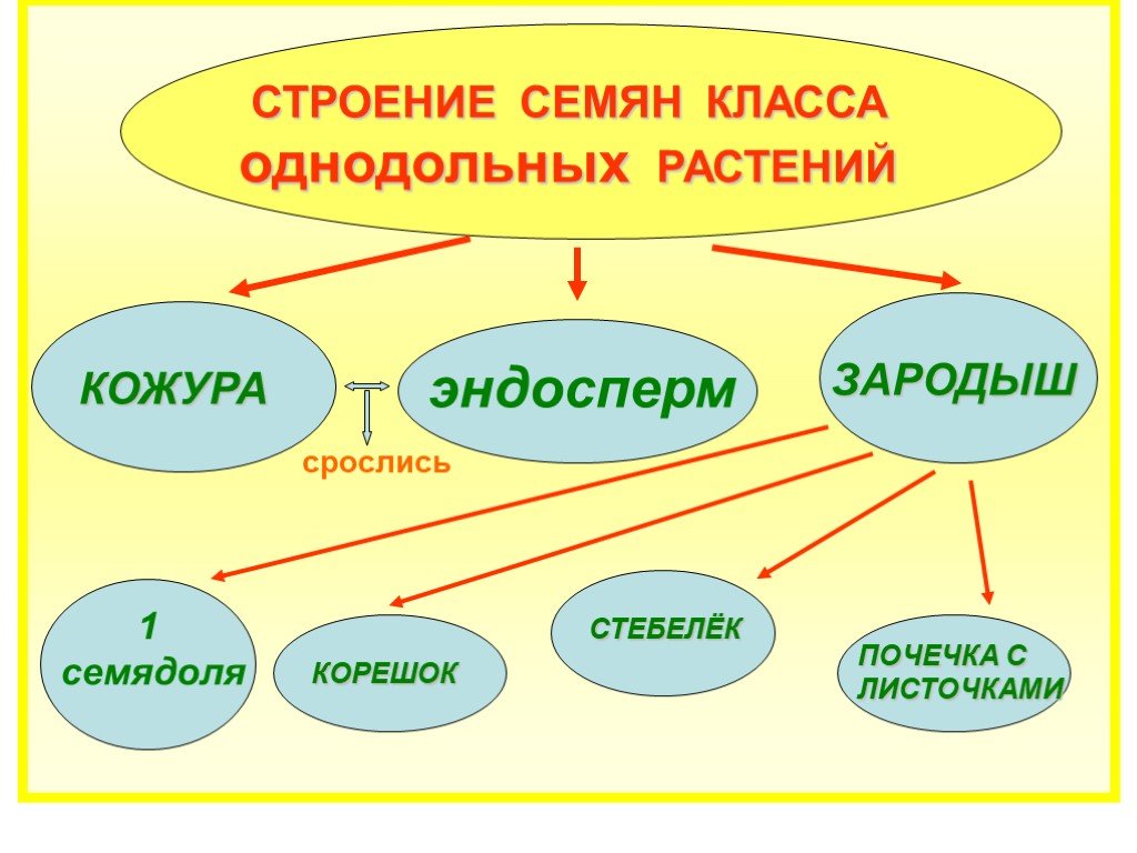 Строение семян 6. Что такое семя в биологии 5 класс. Питательные вещества у семян однодольных растений. Кластер строение семян 6 класс биология. Кластер на тему семенные растения.