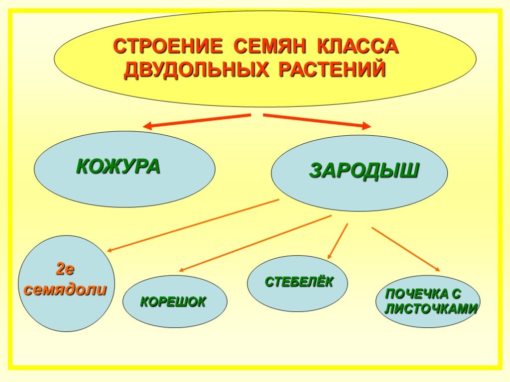 Презентация по биологии 6 класс строение семян