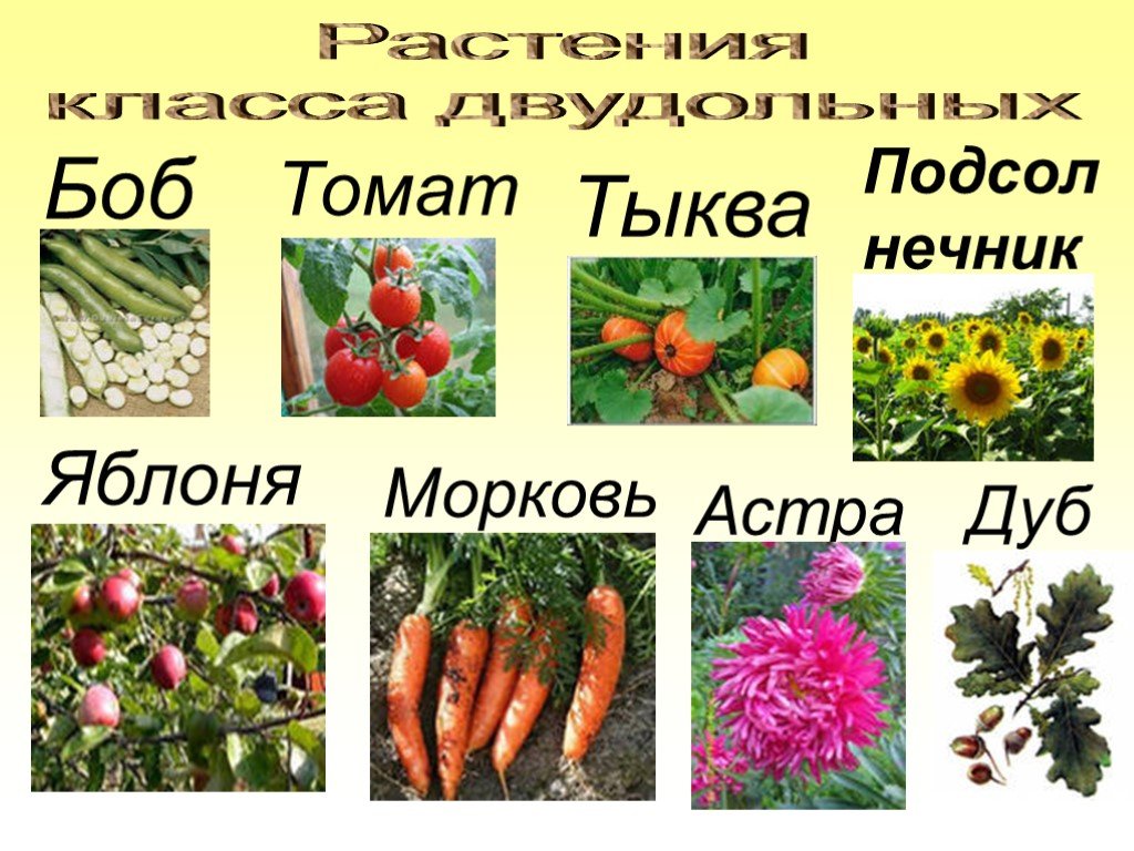 К двудольным относятся следующие растения