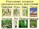 Растения класса однодольных растений. Пшеница Рожь Овёс Просо. Кукуруза Лук Ландыш Частуха
