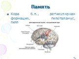 Кора б.п., ретикулярная формация, гипоталамус, гиппокамп, мозжечок.