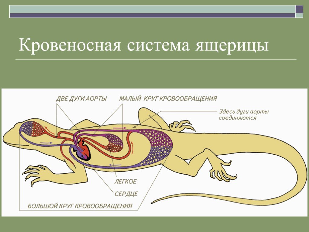 Внутренние органы рептилий. Внутреннее строение прыткой ящерицы. Пресмыкающиеся внутреннее строение 7. Ящерица прыткая кровеносная система система. Структура внутреннего строения ящерицы.