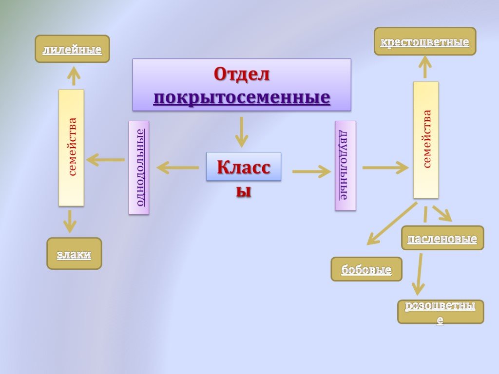 Биология 7 класс покрытосеменные