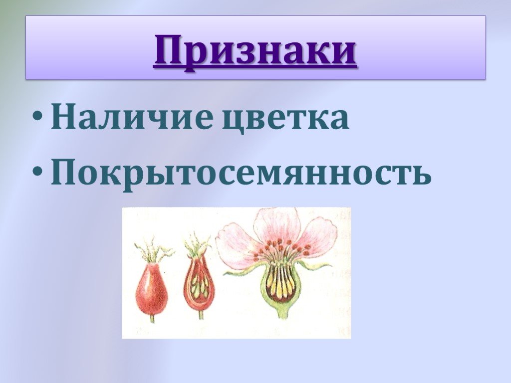 Наличие цветка