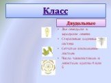 Двудольные. Две семядоли в зародыше семени Стержневая корневая система Сетчатое жилкование листьев Число чашелистиков и лепестков кратно 4 или 5