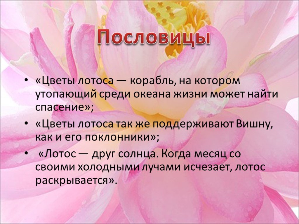 Цветы Лотоса Текст
