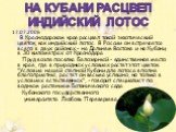 17.07.2006 В Краснодарском крае расцвел такой экзотический цветок, как индийский лотос. В России он встречается всего в двух районах – на Дальнем Востоке и на Кубани, в 30 километрах от Краснодара. Пруд возле поселка Белозерный - единственное место в крае, где в природных условиях растет этот цветок