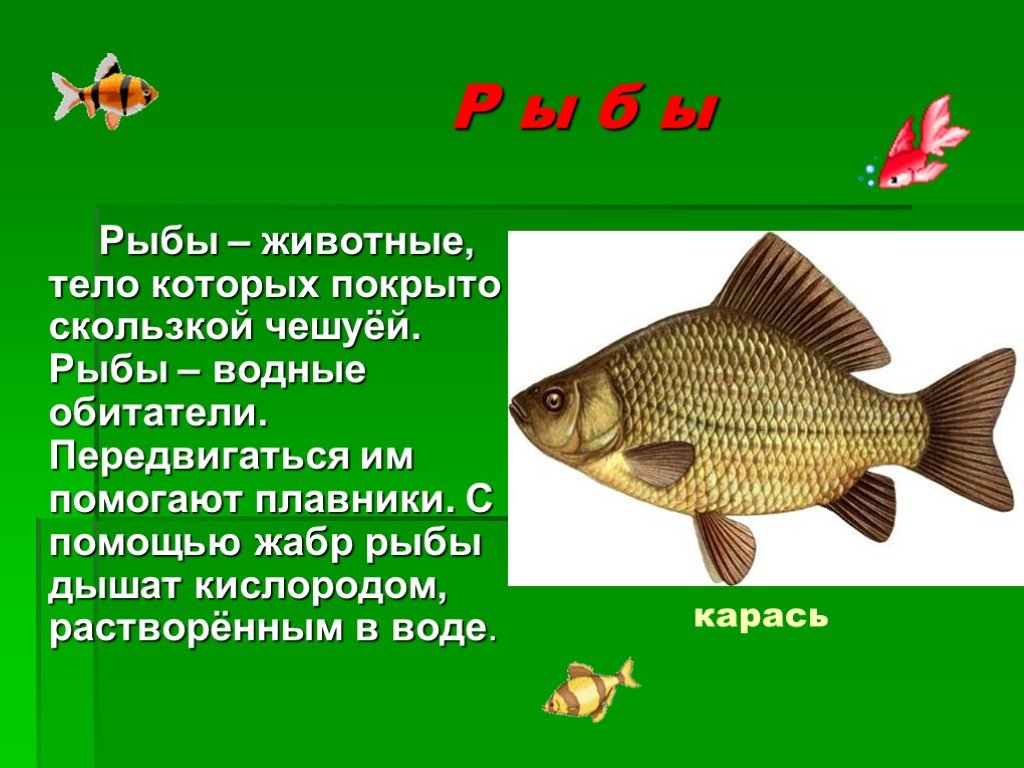 Сообщение про класс рыб. Презентация на тему рыбы. Рыба для презентации. Проект про рыб. Рыбы 3 класс.