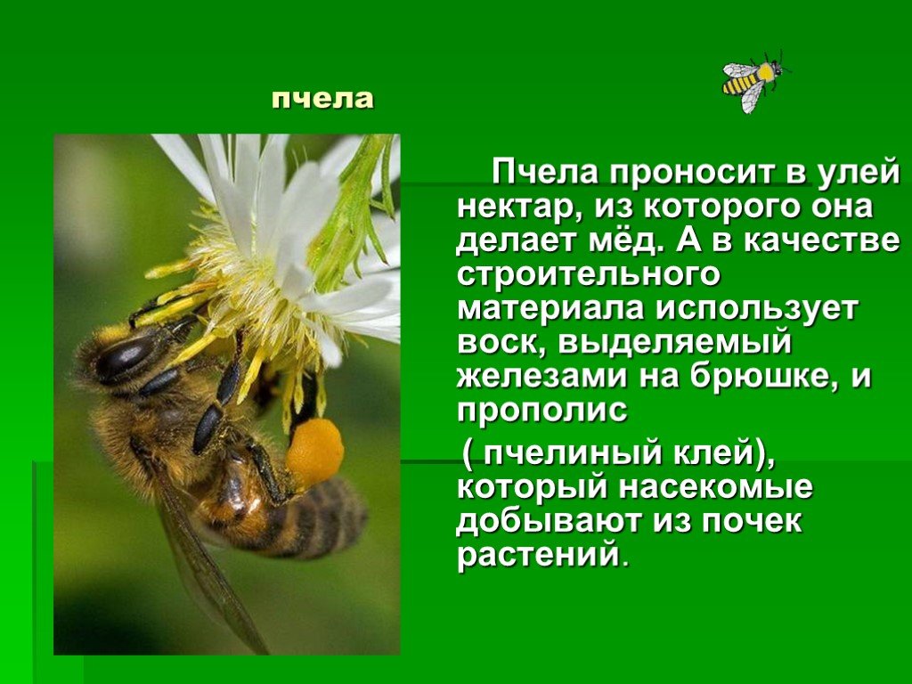 Информация о пчелах 2 класс окружающий. Пчела описание. Доклад о пчелах. Пчеловодство доклад. Характеристика пчел.