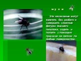 м у х и. Эти насекомые могут взлетать без разбега и совершать сложные фигуры высшего пилотажа, ходить и ползать с помощью присосок на лапках по любым поверхностям.