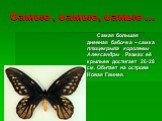 Самые , самые, самые …. Самая большая дневная бабочка – самка птицекрыла королевы Александры . Размах её крыльев достигает 26-28 см. Обитает на острове Новая Гвинея.