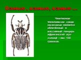 Чемпионом тяжеловесом среди насекомых является облачённый в массивный панцирь африканский жук голиаф – вес 100 граммов.