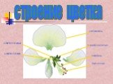 строение цветка лепесток тычинки пестик чашелистики цветоложе цветоножка