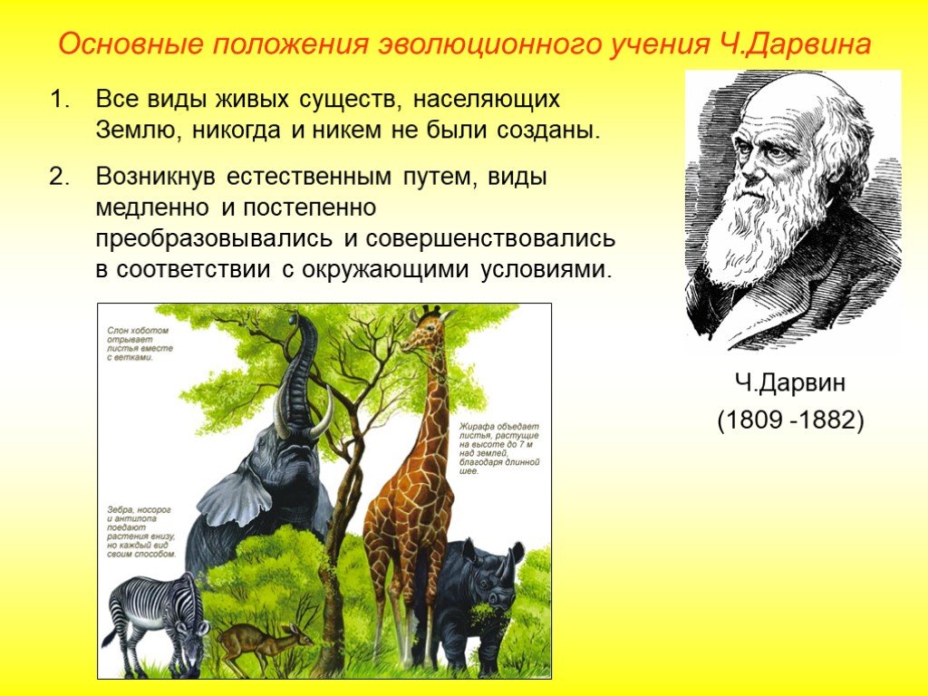 Теория эволюции это в биологии. Основные положения ч Дарвина биология 9 класс. Эволюция по теории Дарвина биология.