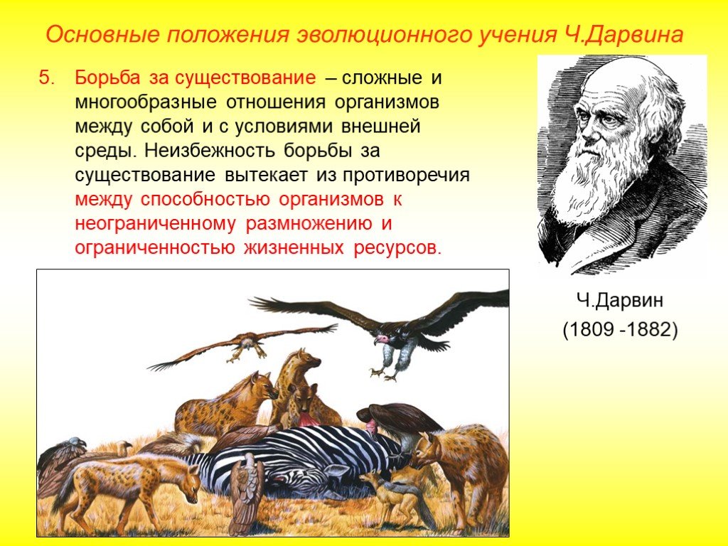 Крупное эволюционное изменение. Теория Дарвина механизм эволюции. Борьба за существование ч Дарвин. Борьба за существование по Дарвину. Основная мысль теории Дарвина.
