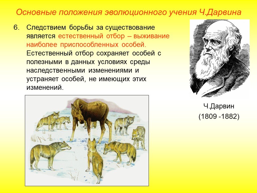 Теория естественного развития. Теория естественного отбора ч. Дарвина. Теория Дарвина о естественном отборе 9 класс. Эволюционное учение Дарвина естественный отбор.